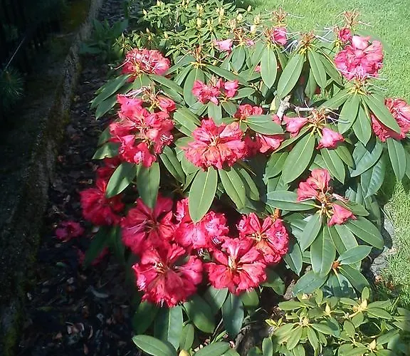 Sniezynka Konukevi 3*